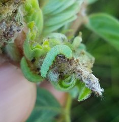 Lepidoptera