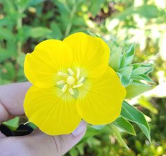 Ludwigia