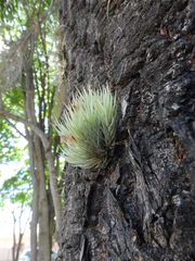 Tillandsia tricholepis