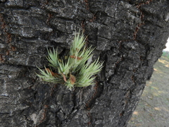 Tillandsia tricholepis
