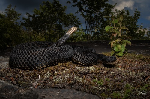Timber Rattlesnake photographed in West Virginia