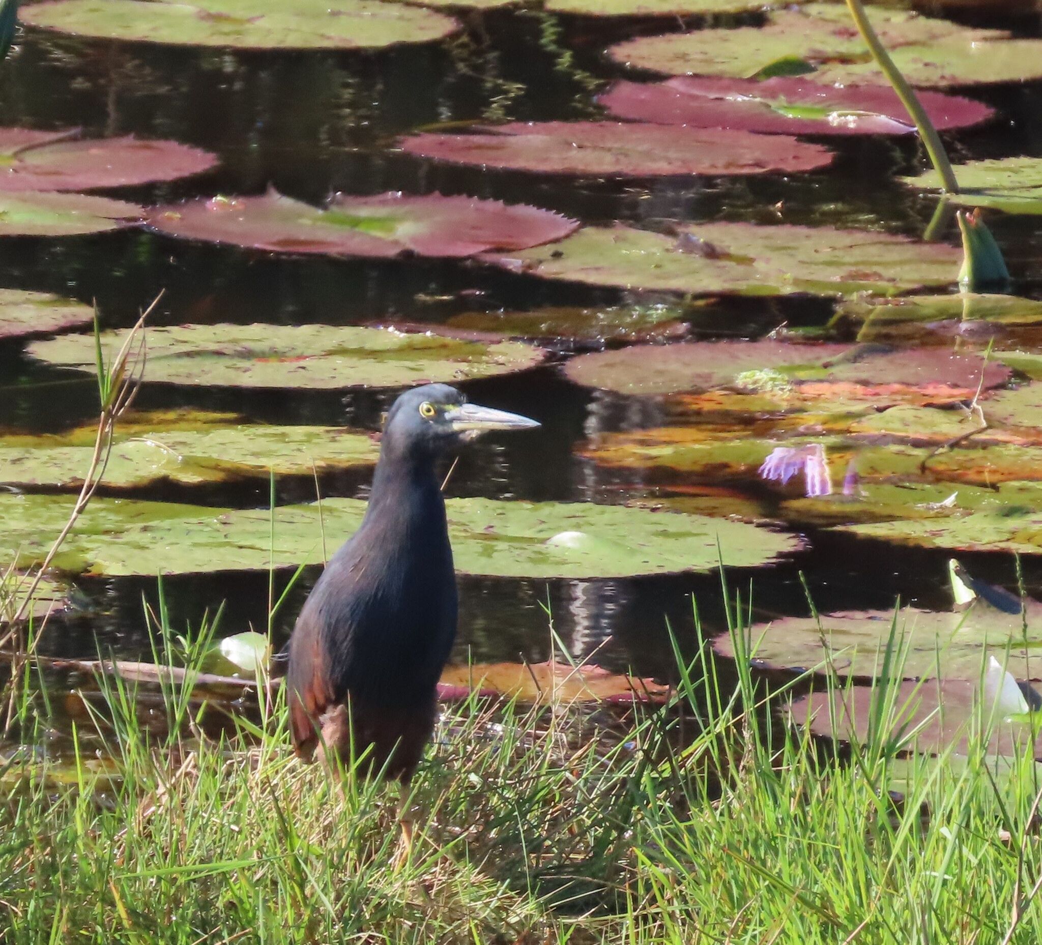 Rufous-bellied Heron (Ardeola rufiventris), photo 3