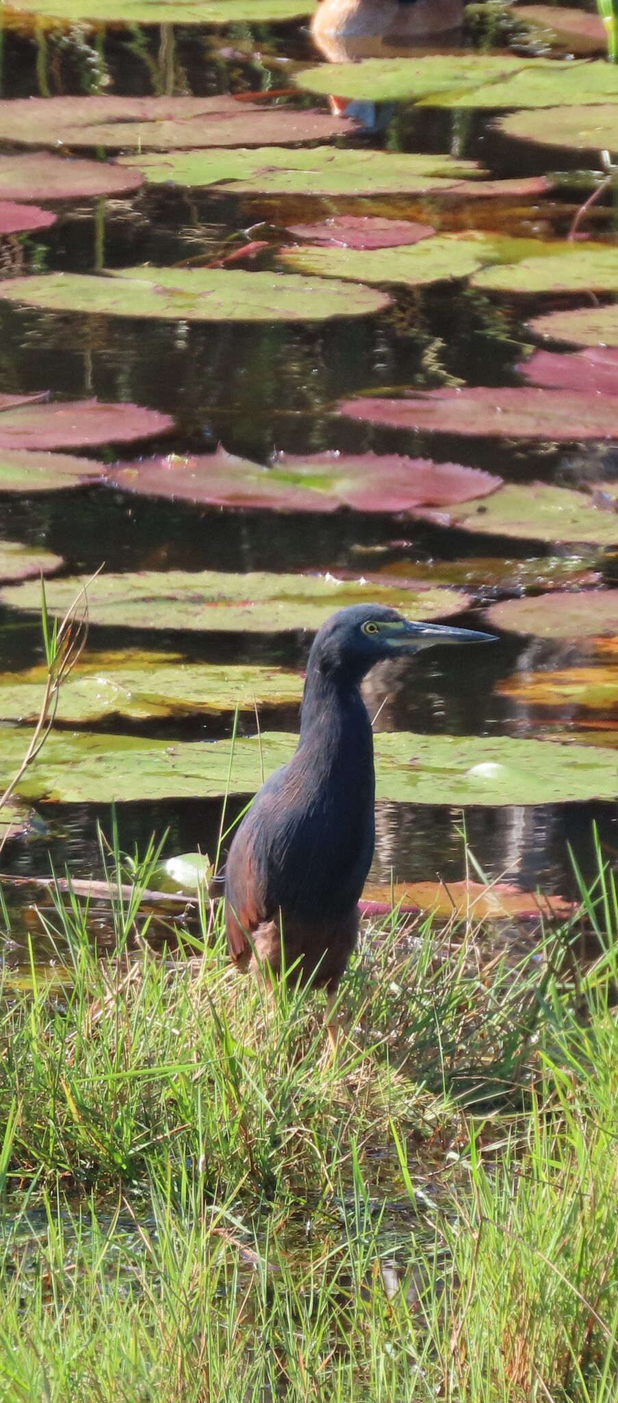 Rufous-bellied Heron (Ardeola rufiventris), photo 4
