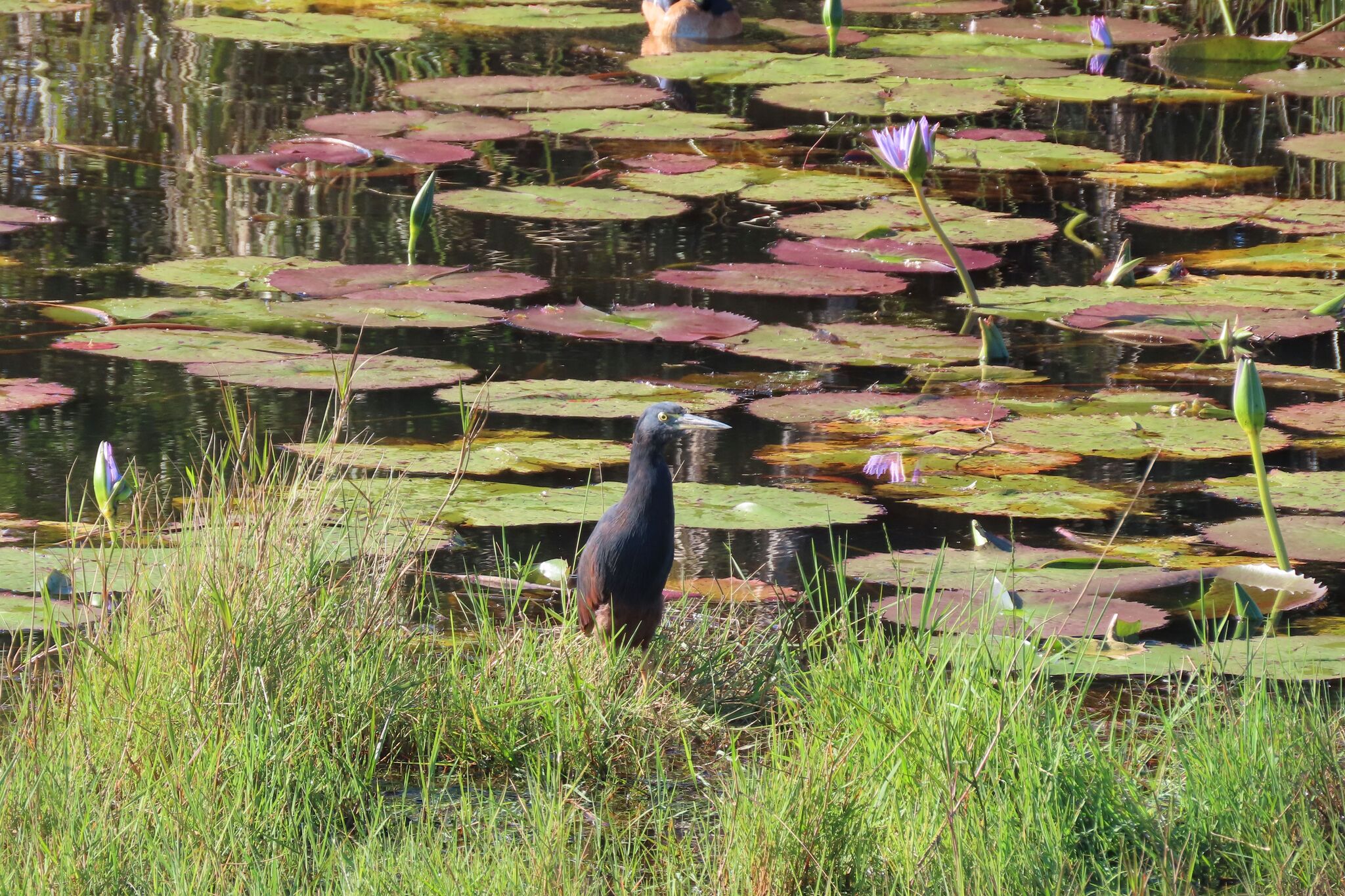 Rufous-bellied Heron (Ardeola rufiventris), photo 8