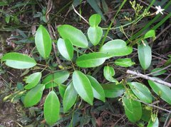 Jasminum lanceolarium