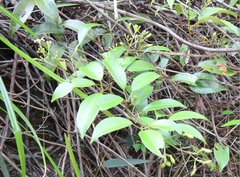 Jasminum lanceolarium