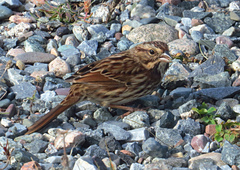 Melospiza melodia image