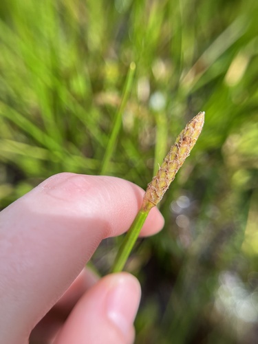 Horsetail Spikerush (Eleocharis equisetoides)
