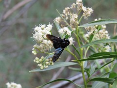 Xylocopa californica arizonensis