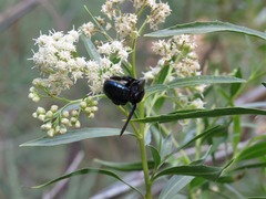 Xylocopa californica arizonensis