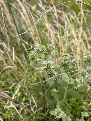 Pycnanthemum setosum