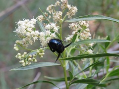 Xylocopa californica arizonensis
