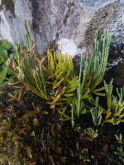 Diphasiastrum alpinum