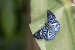 Pythonides lancea
