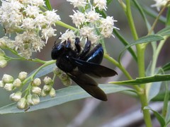 Xylocopa californica arizonensis