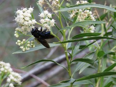 Xylocopa californica arizonensis