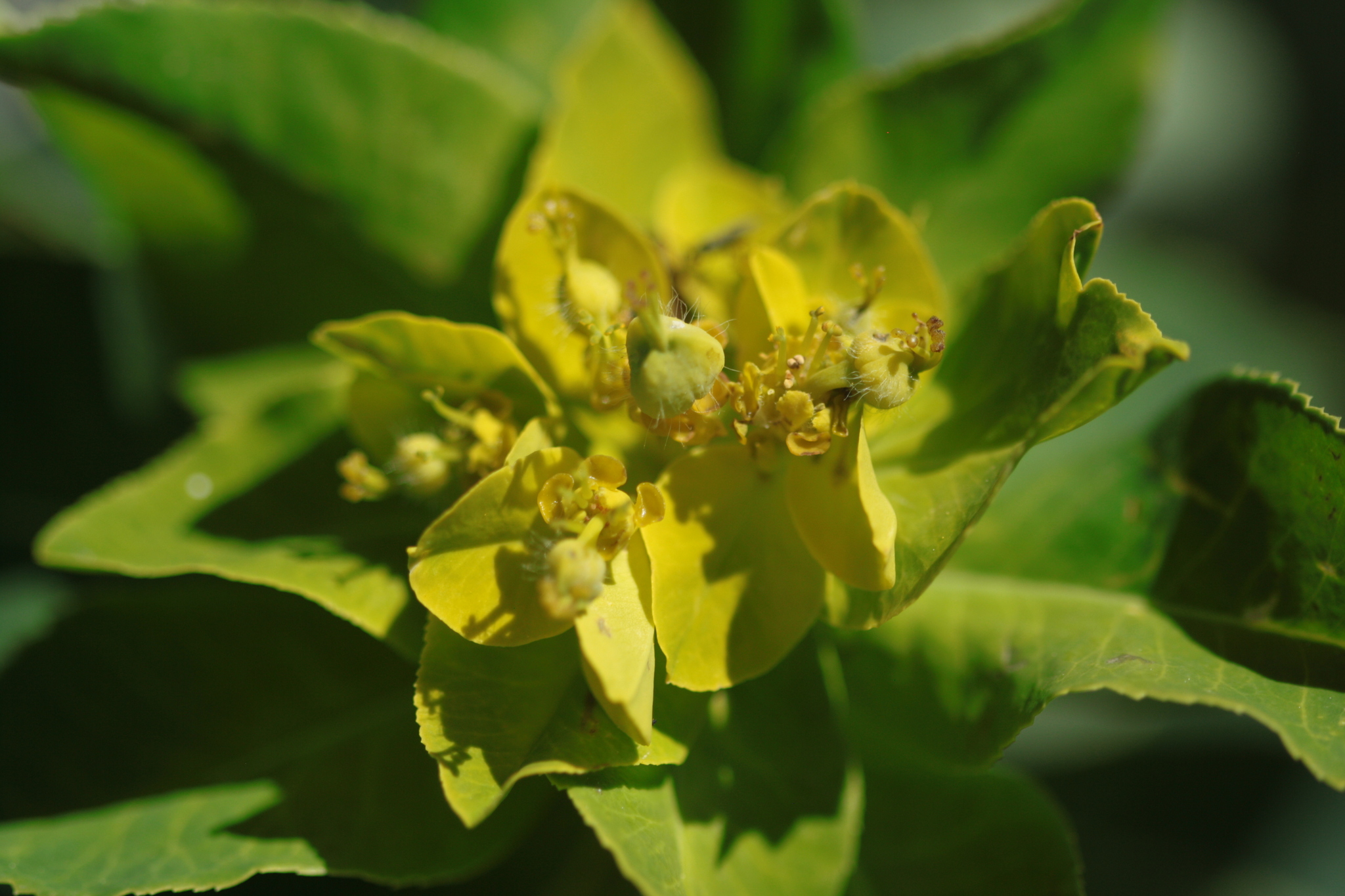 Euphorbia austriaca