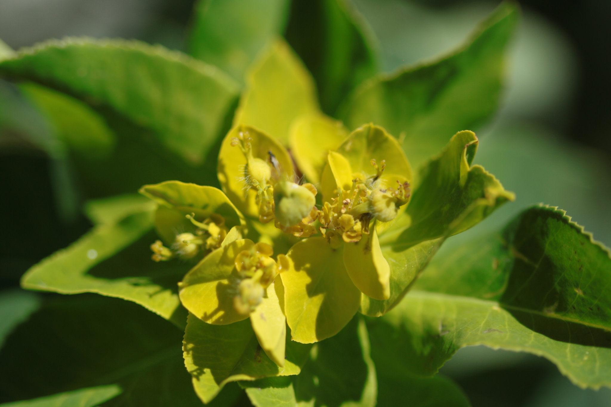 Euphorbia austriaca 2