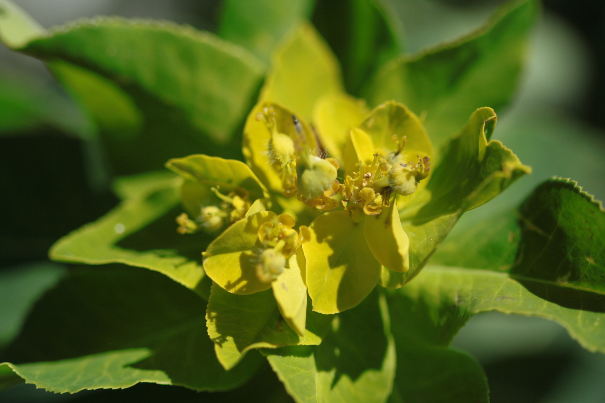 Euphorbia austriaca 3