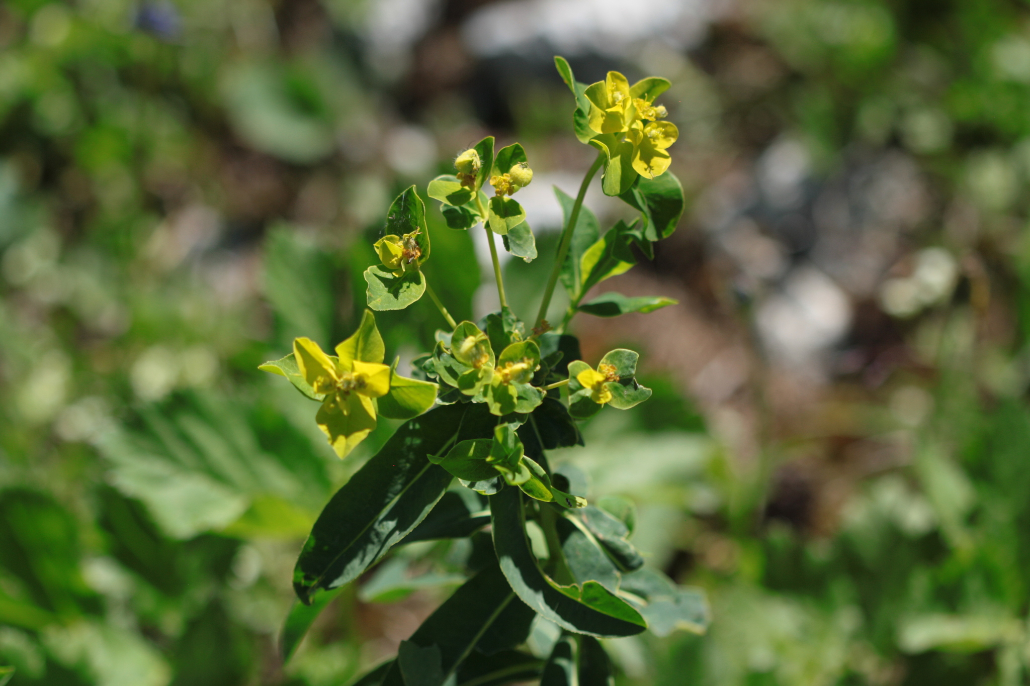 Euphorbia austriaca 4