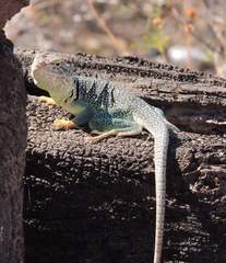 Crotaphytidae