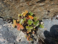 Potentilla × villosula
