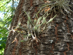 Tillandsia tricholepis