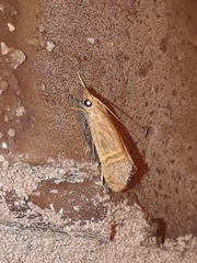 Euchromius ocellea