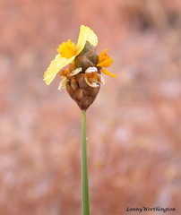 Xyris pauciflora