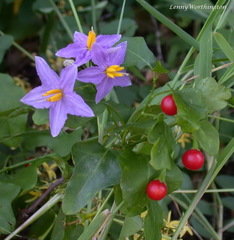 Solanum trilobatum