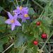 Solanum trilobatum - Photo (c) Len Worthington, alguns direitos reservados (CC BY-SA), uploaded by Len Worthington