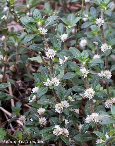 Smooth Joyweed