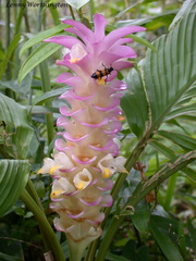 Curcuma