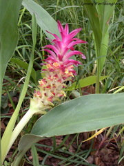 Curcuma