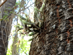 Tillandsia tricholepis