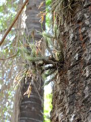 Tillandsia tricholepis