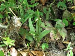 Spiranthes triloba