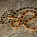 Cape Gopher Snake - Photo (c) Bradford Hollingsworth, some rights reserved (CC BY-NC), uploaded by Bradford Hollingsworth