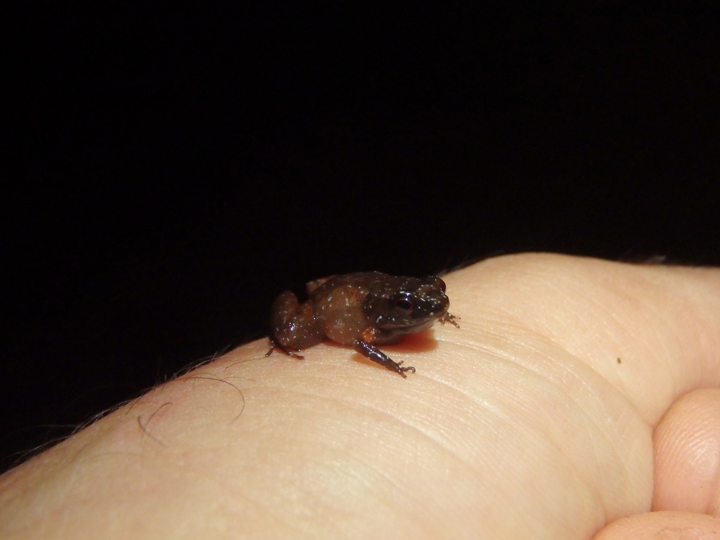 Guiana Shield Frog