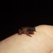 Guiana Shield Frog - Photo (c) zlange123, some rights reserved (CC BY-NC), uploaded by zlange123