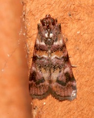 Dioryctria pygmaeella