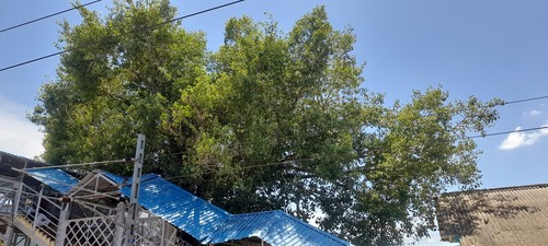 Ficus religiosa