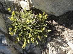 Silene parishii