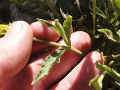 Silene parishii