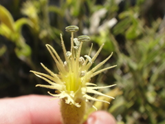Silene parishii