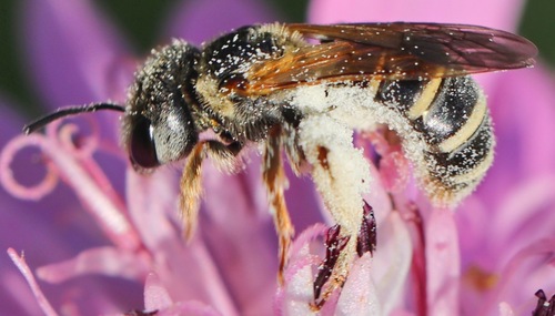 Ligated Furrow Bee, photo 6 of 8