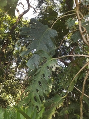 Monstera dubia