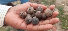 Corypha umbraculifera, photograph (c) P Jeganathan, some rights reserved (CC BY)