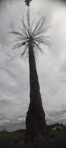 talipot palm (Corypha umbraculifera)