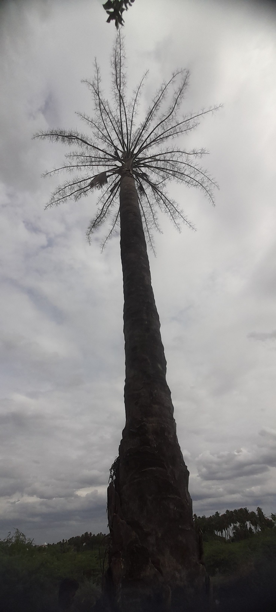 Talipot Palm (Corypha umbraculifera)